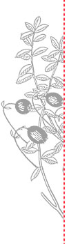 white_rec_plant